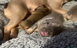 French Bulldog dogs for sale: french bulldog puppies in Manchester - Image 16