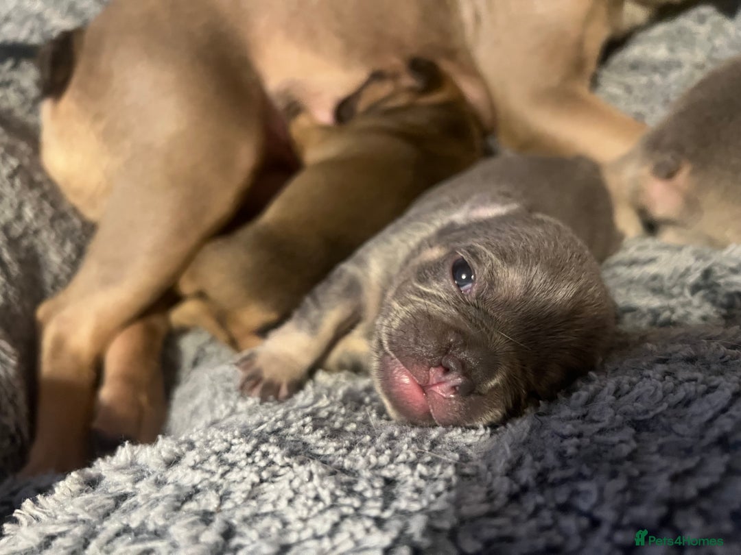 French Bulldog dogs for sale: french bulldog puppies in Manchester - Image 16