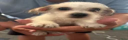 Mixed Breed dogs for sale: Pooh  - Advert 2