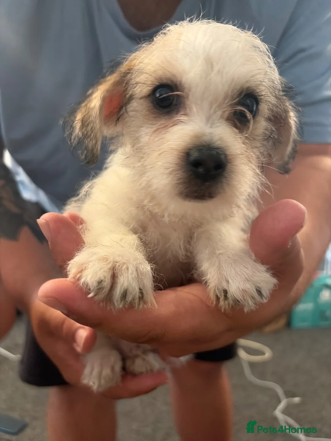 Mixed Breed dogs for sale: Pooh  - Advert 2
