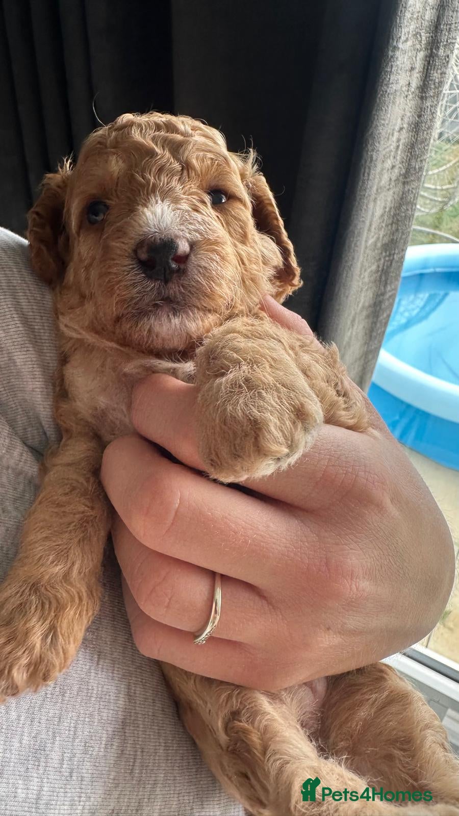 Cockapoo dogs for sale: Beautiful F2B Toy Cockapoo Puppies Ready 1st July  - Advert 11