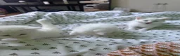 Turkish Angora cats for sale: 3 Beautiful Half Turkish Angora - Advert 2