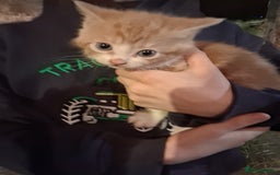 Mixed Breed cats for sale: Beautiful ginger and white kittens 5* homes  - Image 9