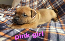 Staffordshire Bull Terrier dogs for sale: Red little one ❤️ - Image 25
