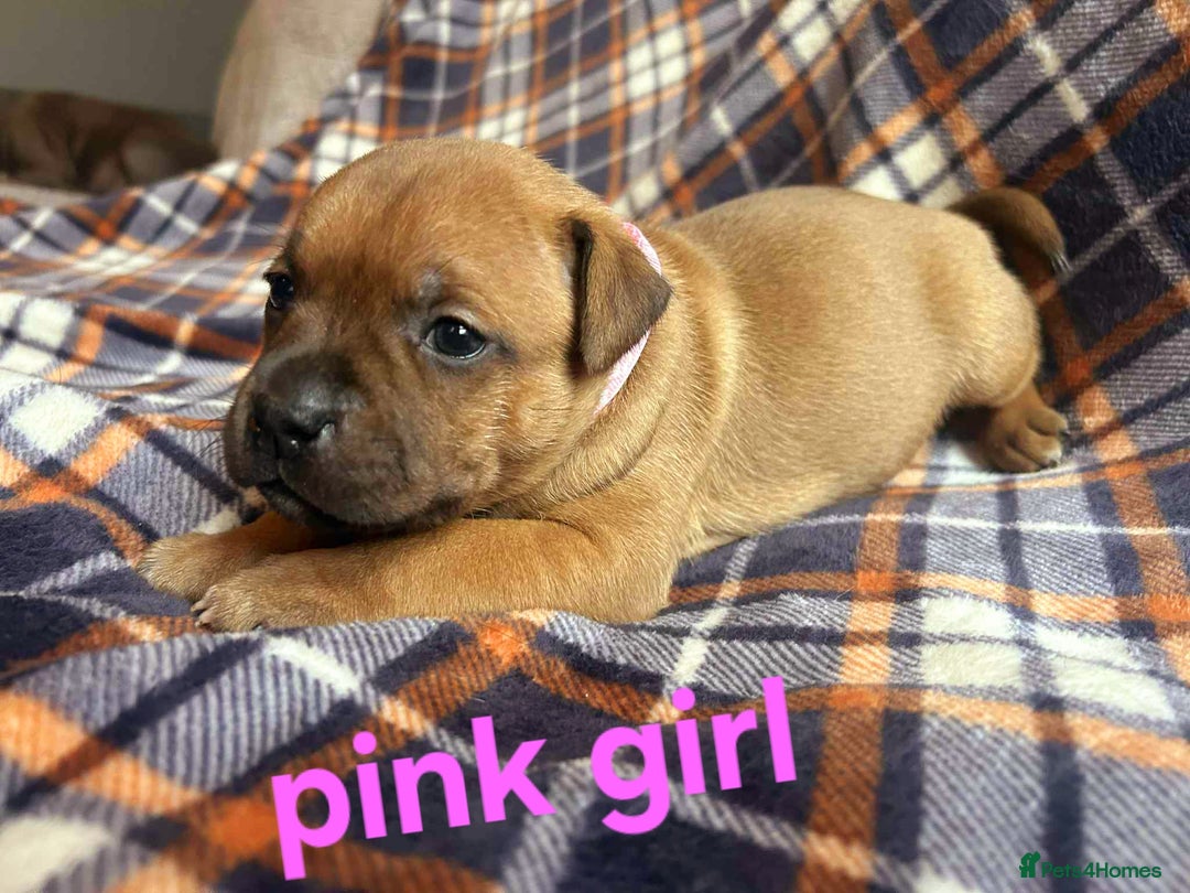 Staffordshire Bull Terrier dogs for sale: Red little one ❤️ - Image 25