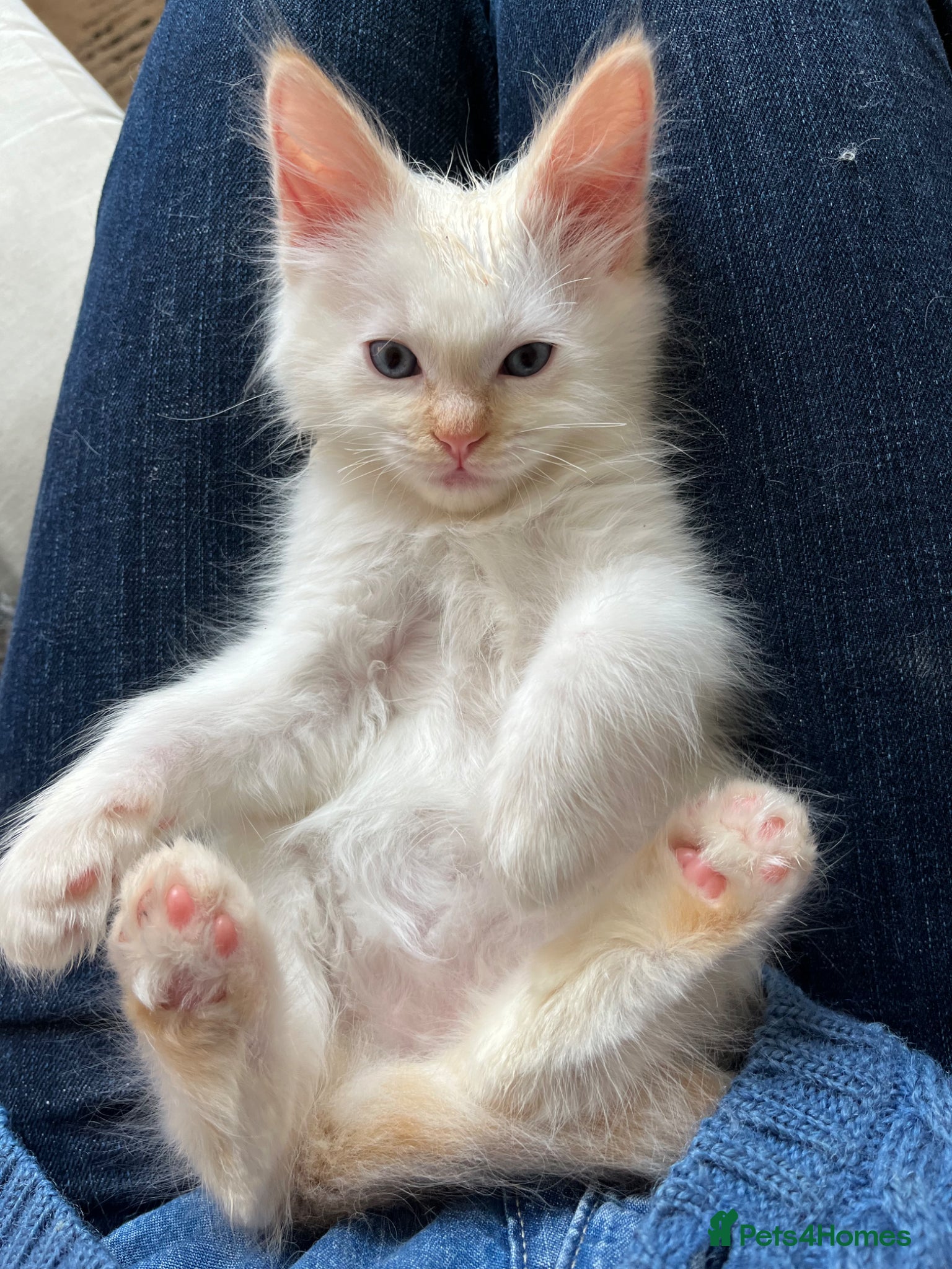 Ragdoll cats Gorgeous Ragdoll Kittens - Advert 17