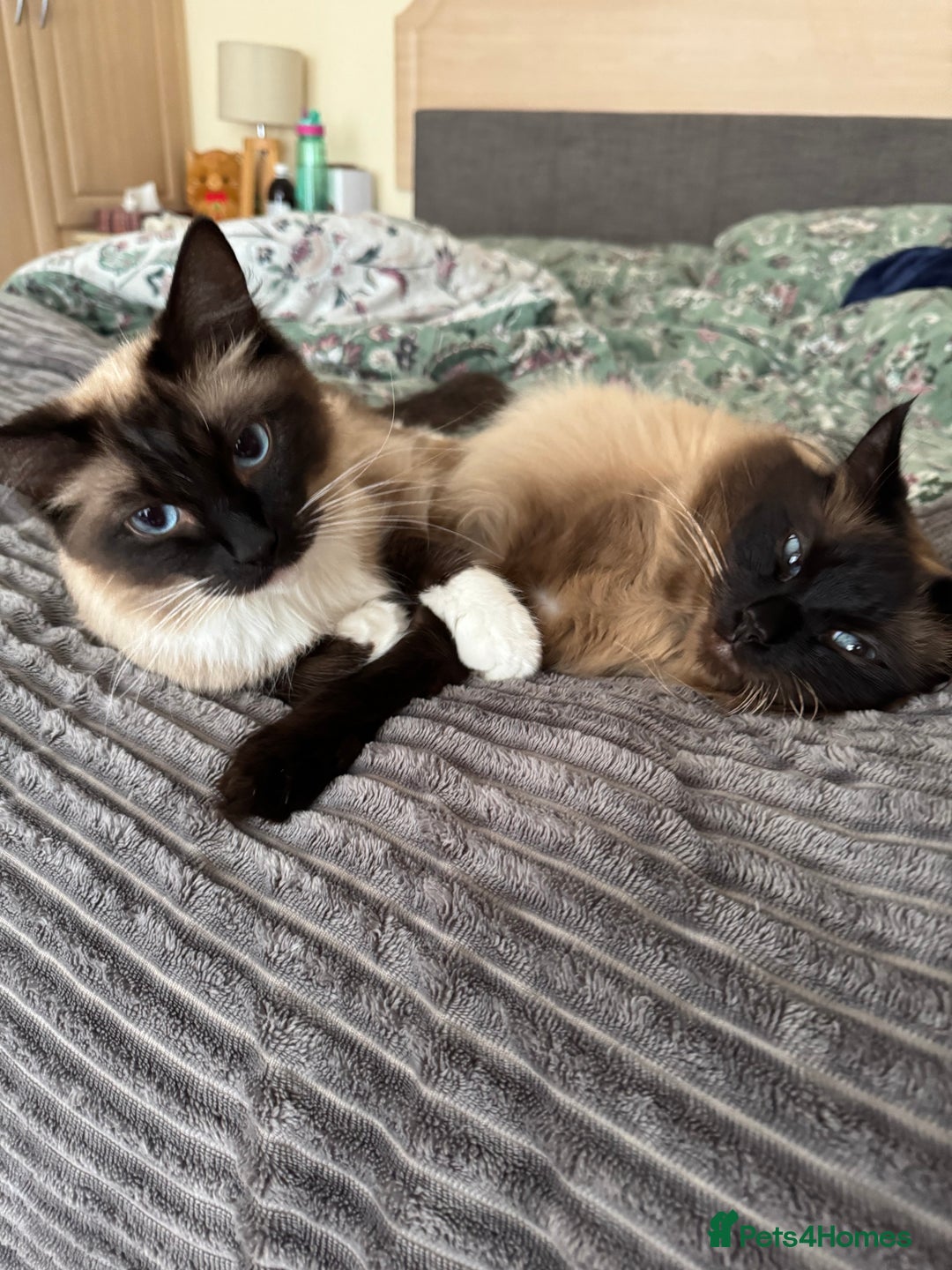 Ragdoll cats for sale: 1x male and 1x female for sale - Image 4