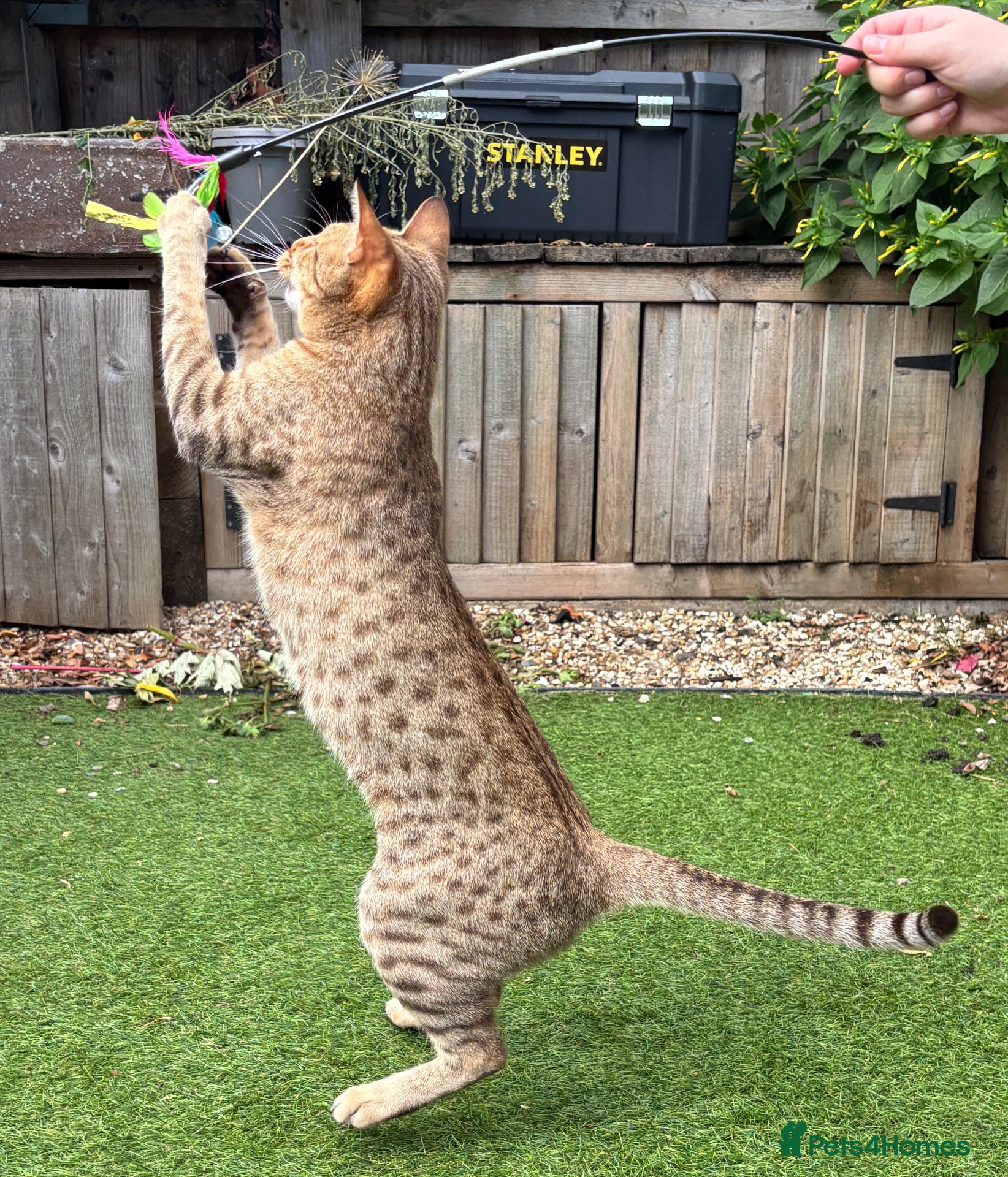 Ocicat cats Gorgeous Ocicat Fleur needs loving retirement home - Advert 17