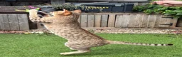 Ocicat cats for sale: Gorgeous Ocicat Fleur needs loving retirement home - Advert 2