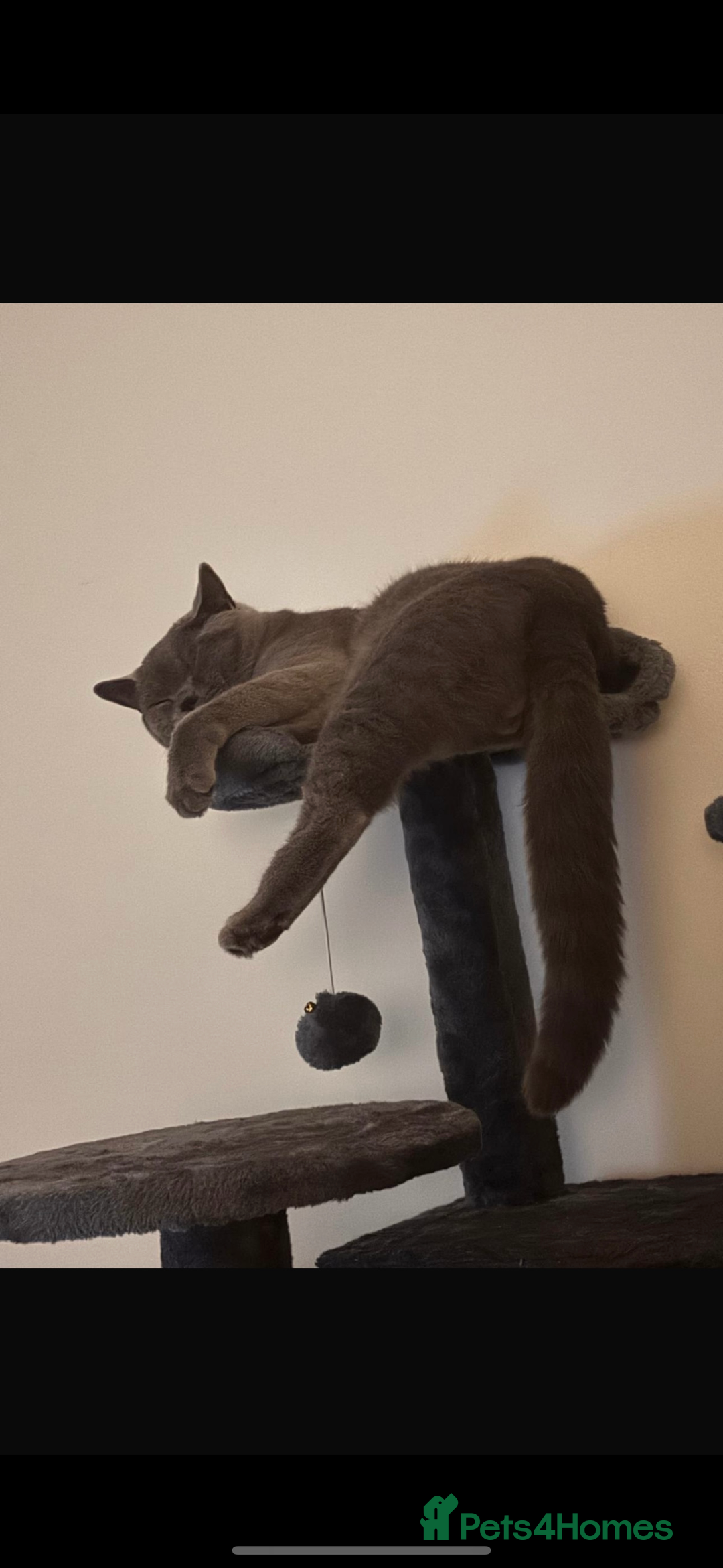 British Shorthair cats for sale: GCCF REG PURE BLUE PEDIGREE BSH ACTIVE BOY - Advert 6