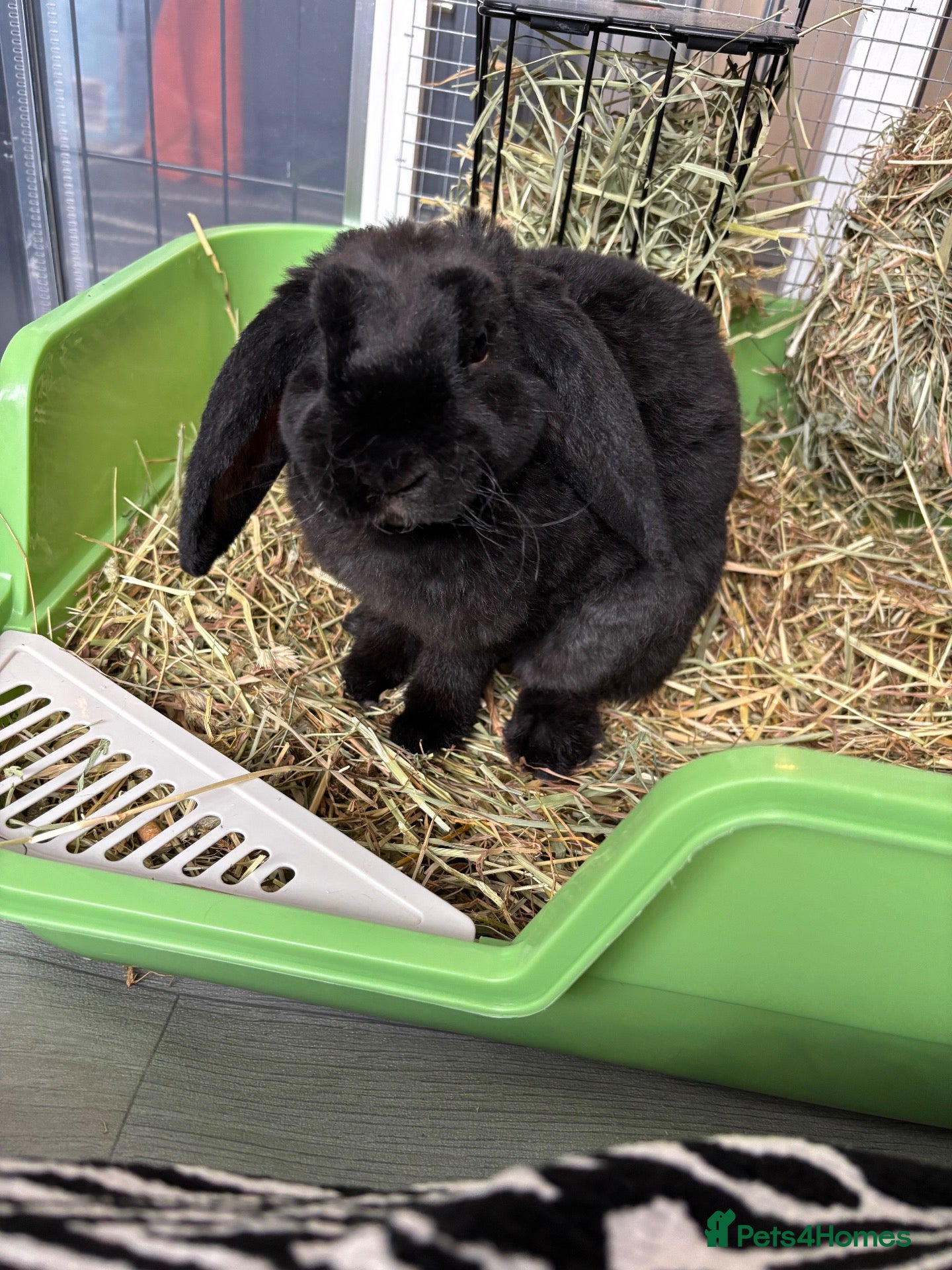 Mini Lop rabbits Black mini plush lop - Advert 5