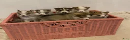Pomsky dogs for sale: Gorgeous F3 Pomsky pups / perfect Husky markings - Advert 7