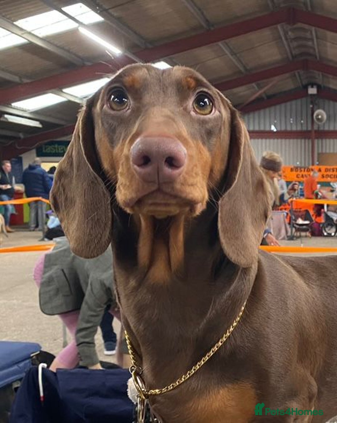 Dachshund dogs for sale: Waiting list now open - Image 7
