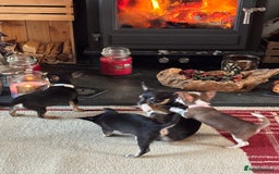 Chihuahua dogs for sale: Beautiful female Chihuahua - Advert 4