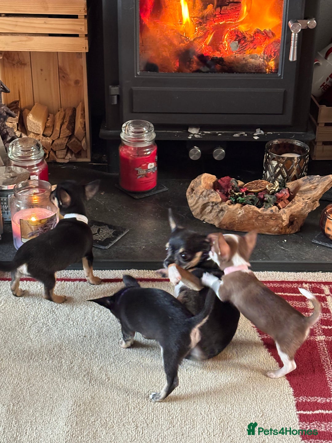 Chihuahua dogs for sale: Beautiful female Chihuahua - Advert 4