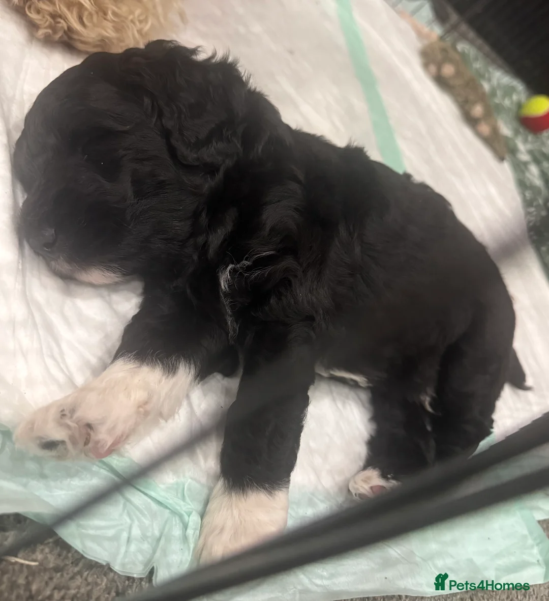 Mixed Breed dogs for sale: Double Doodle X Border Collie puppies - Advert 9