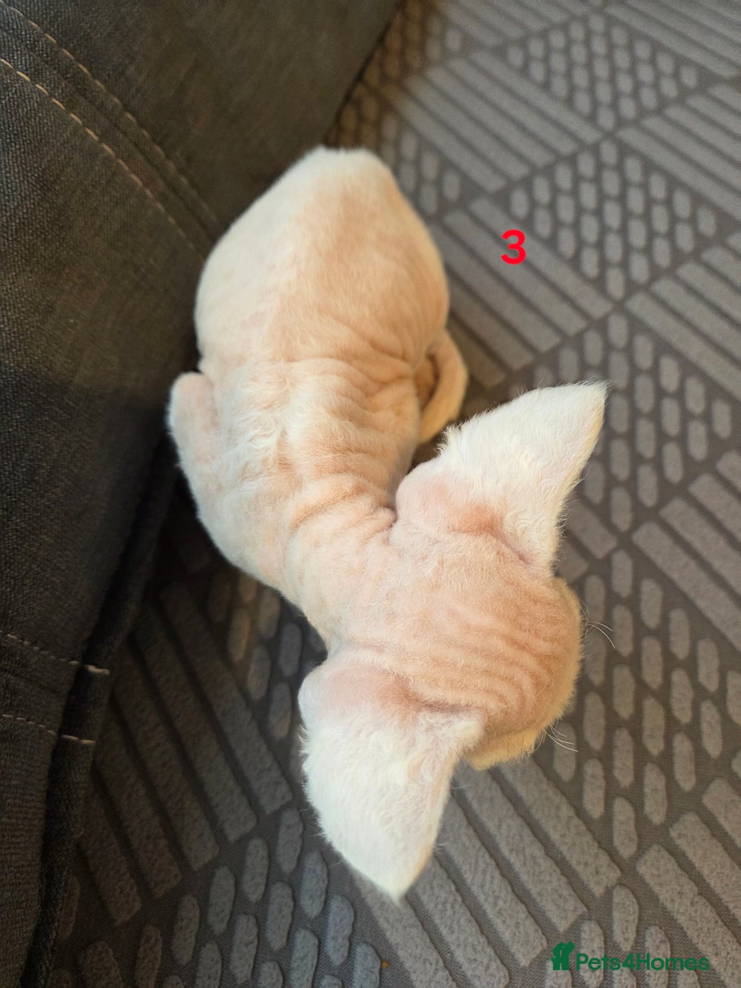 Devon Rex cats for sale: ✨ Beautiful Devon Rex Kittens – GCCF Registered ✨ - Advert 10