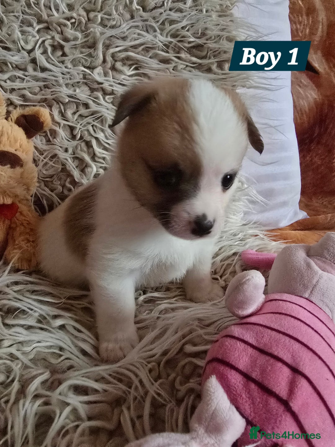 Pomchi dogs for sale: Beautiful Pomchi Puppy's ❤️  - Advert 14