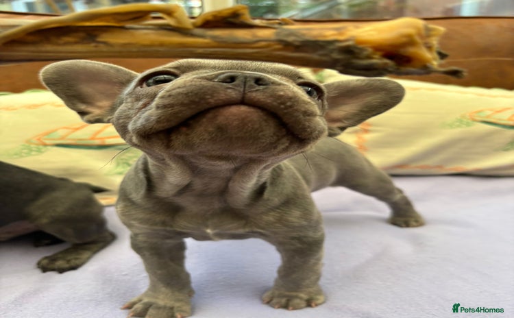 French Bulldog dogs - Advert 1