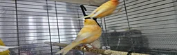 Canaries birds for sale: Four (2 pairs) young canaries - Advert 6