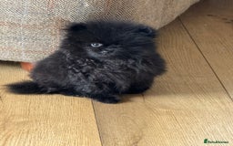 Pomeranian dogs for sale: Kc jet black Pomeranian male Merlin  - Image 2