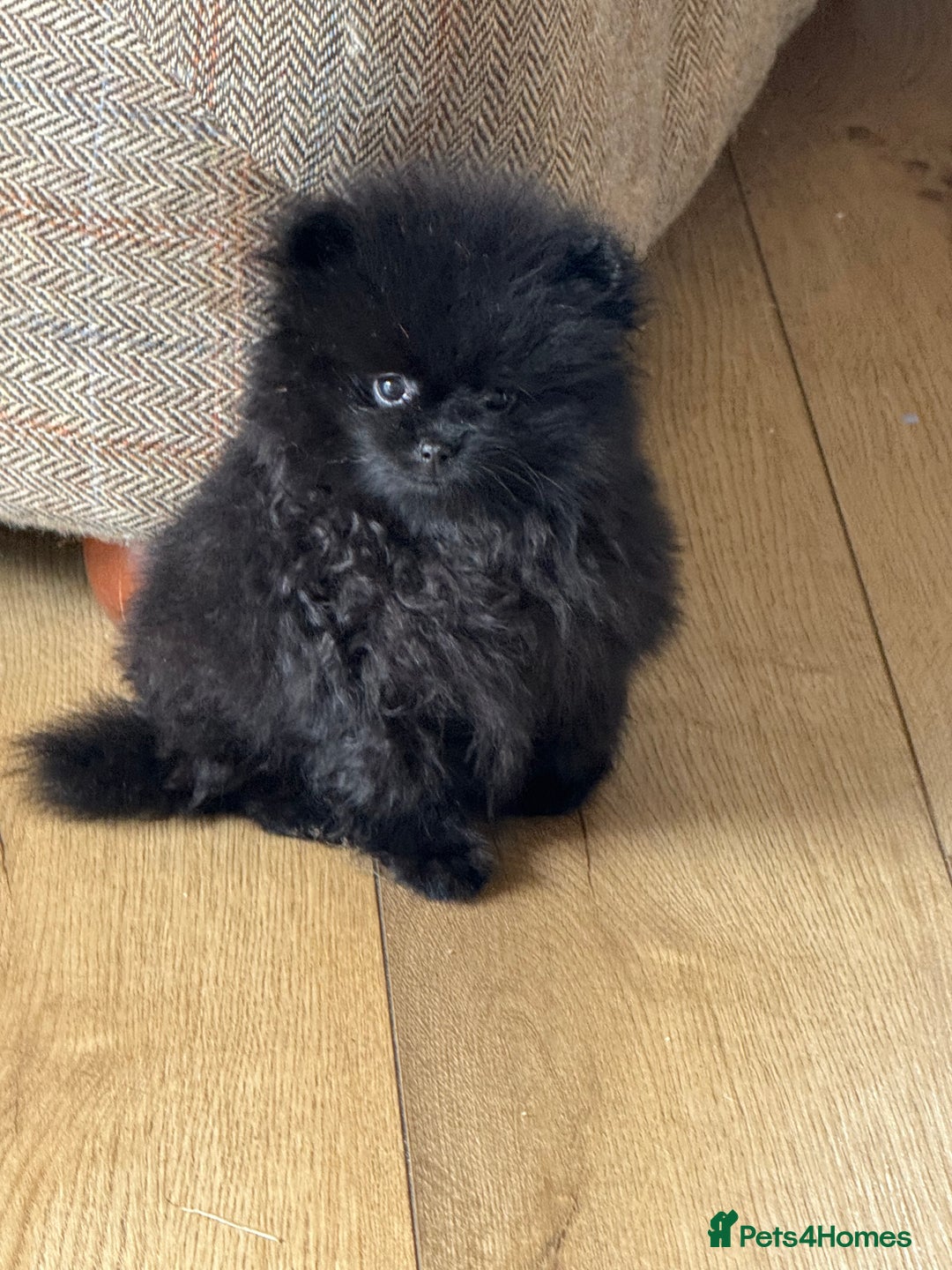 Pomeranian dogs for sale: Kc jet black Pomeranian male Merlin  - Image 2