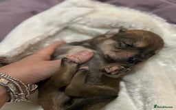 Mixed Breed dogs for sale: Husky staffy cross puppy - Advert 6