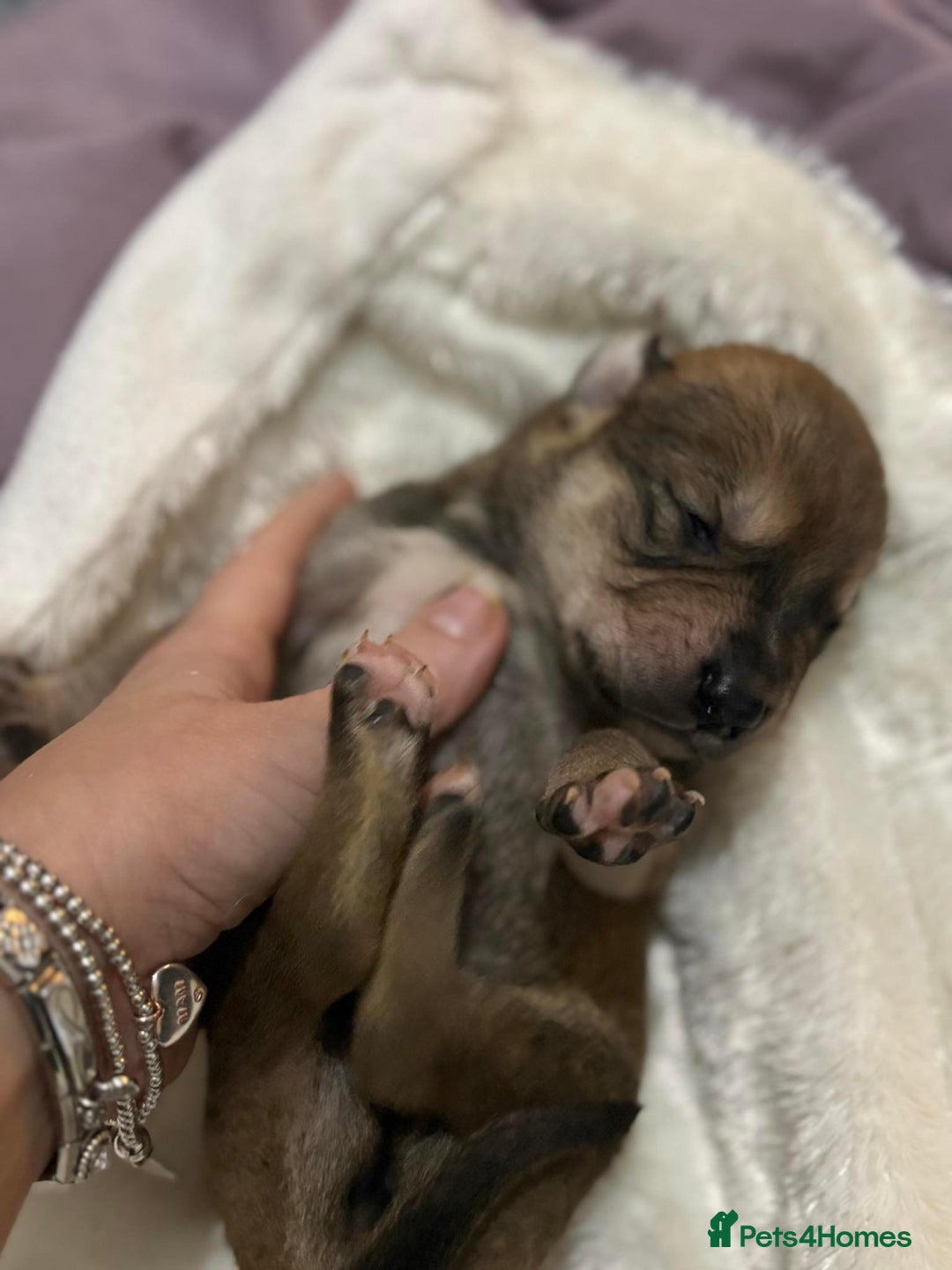 Mixed Breed dogs for sale: Husky staffy cross puppy - Advert 6