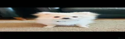 Pomeranian dogs for sale: 14 week old Pomeranian boy  - Advert 2
