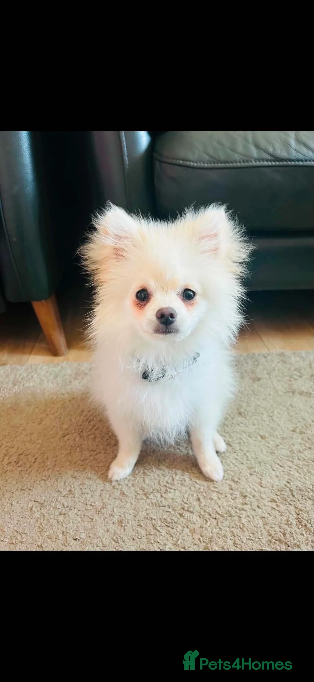 Pomeranian dogs for sale: 14 week old Pomeranian boy  - Advert 2