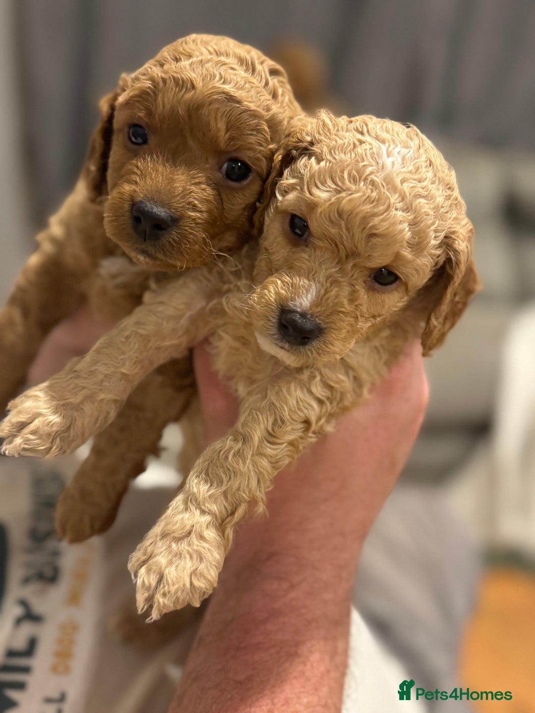 Cockapoo dogs for sale: Cockapoo puppies for sale central scotland - Image 12