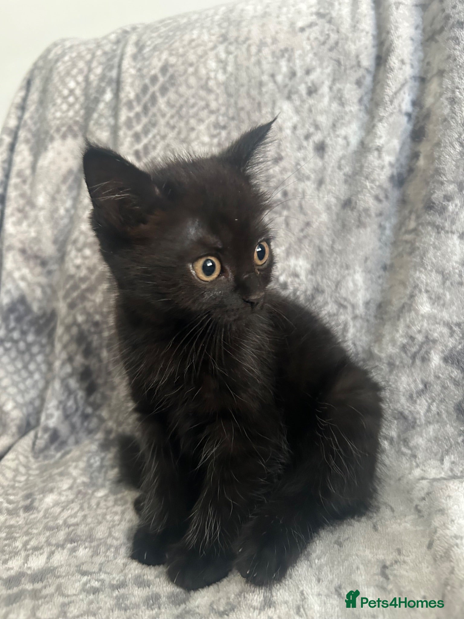 Burmese cats 🐾 Burmese x British Shorthair Kittens 🐾 - Advert 9