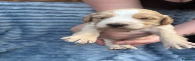 Cockapoo 2