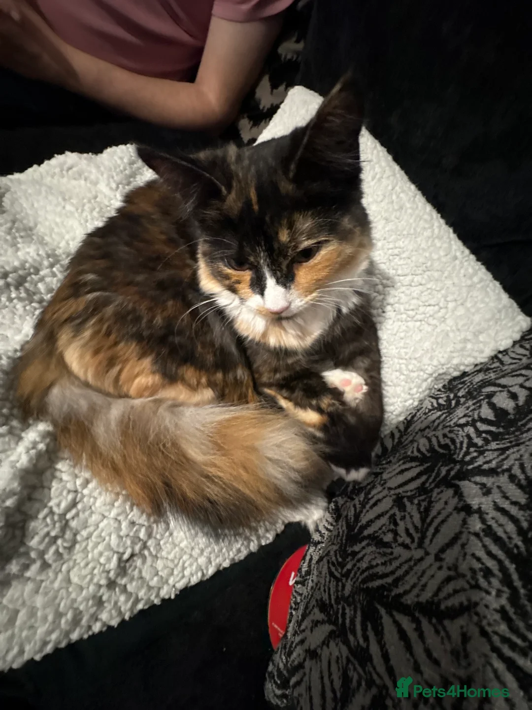 Ragdoll cats for sale: Ragdoll cross kittens | 3 Female | 1 Male - Advert 2