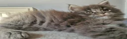 Maine Coon cats for sale: Maine coon kittens  - Advert 11