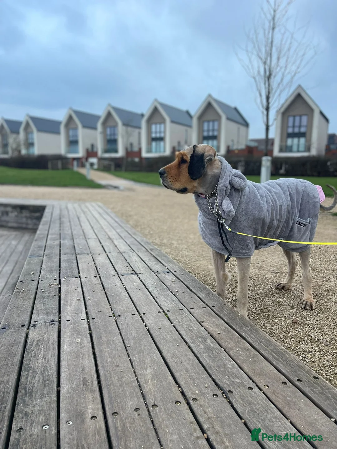 Tibetan Mastiff dogs for sale: Tibetan Mastiff 11 month old female - Advert 6