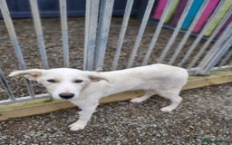 Mixed Breed dogs for adoption: Blossom in Ayr Looking for a home  - Image 3