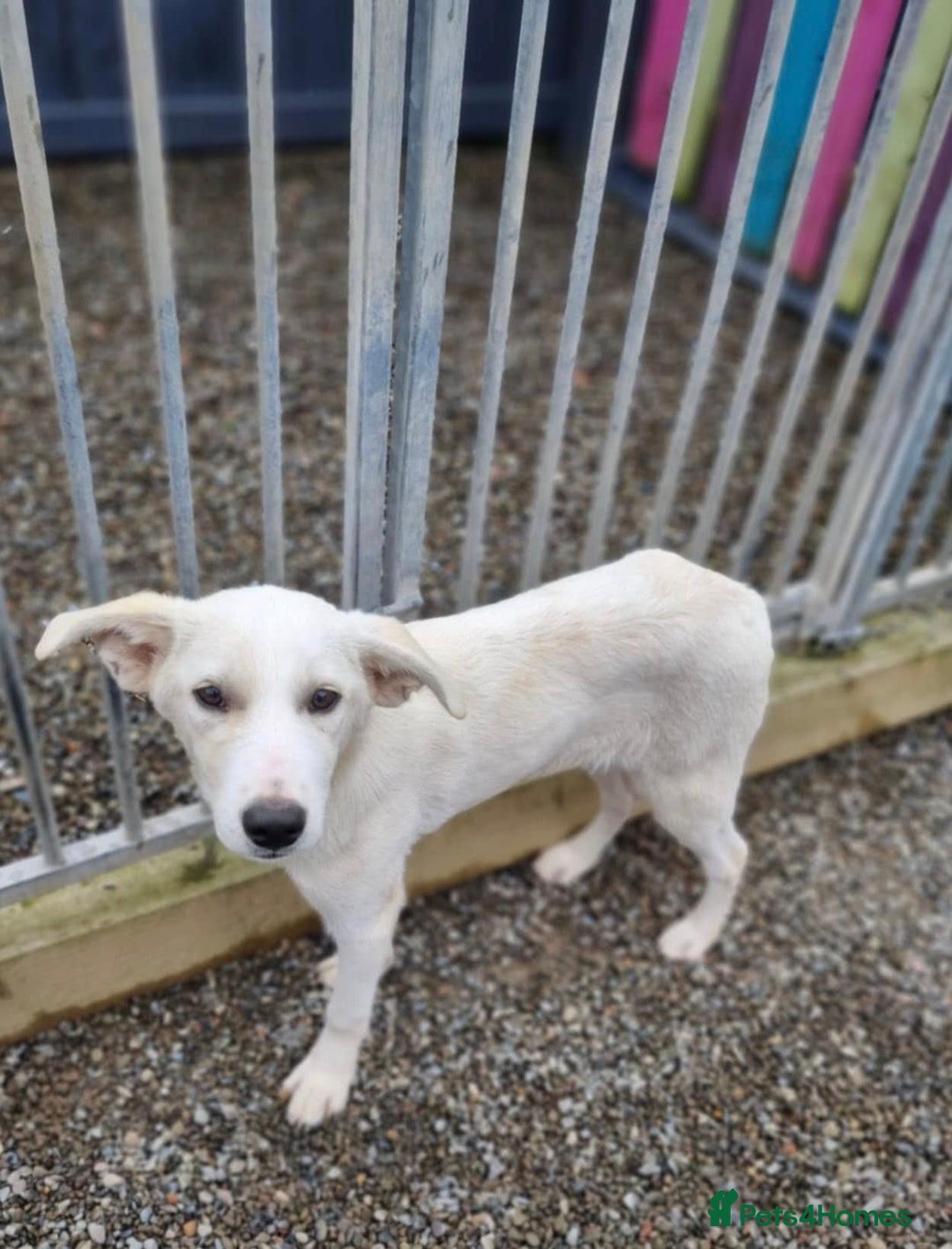 Mixed Breed dogs for adoption: Blossom in Ayr Looking for a home  - Image 3