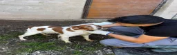 Brittany Spaniel dogs for adoption: Unique in Alfreton - Advert 4