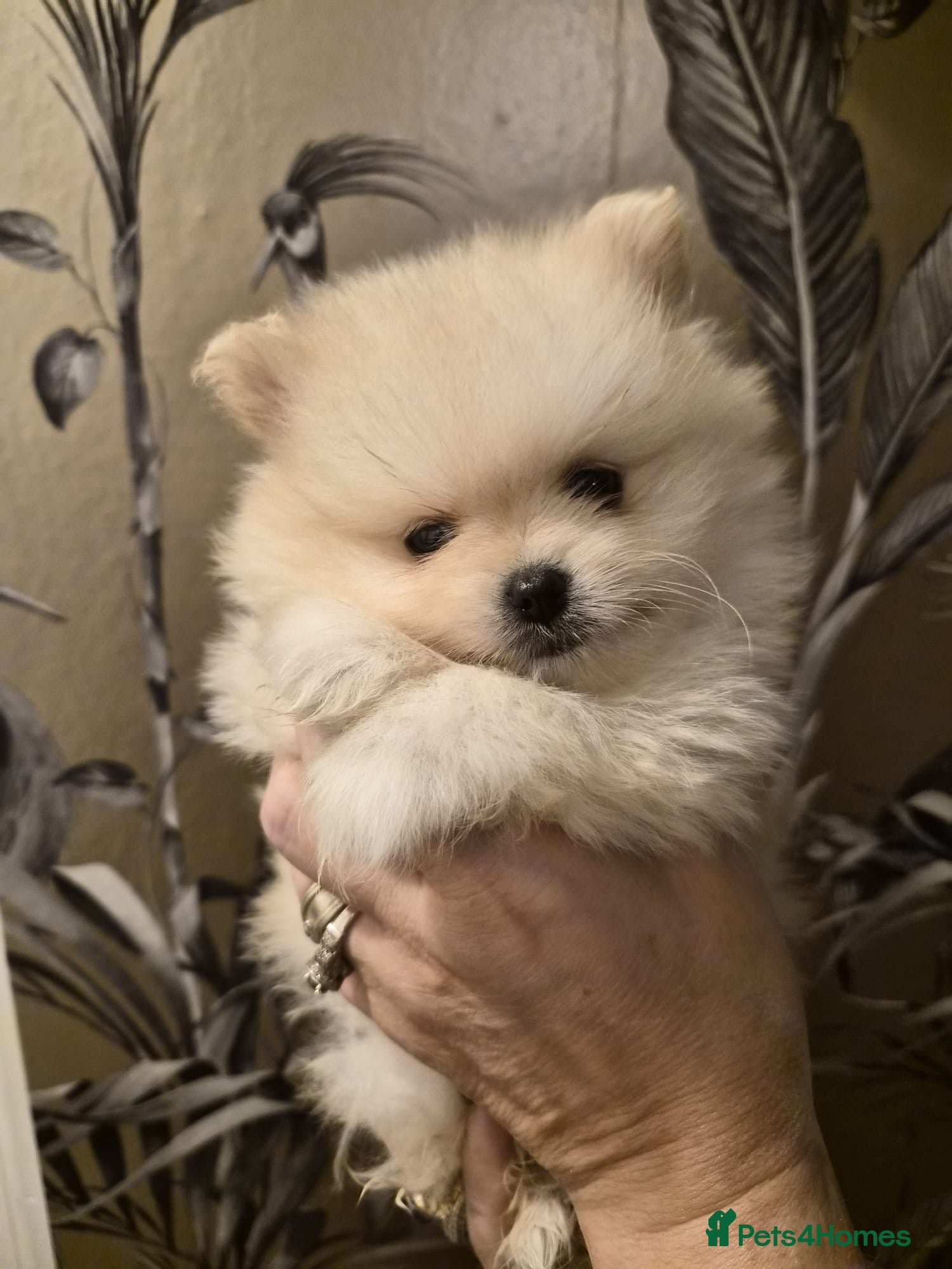 Pomeranian dogs Beautiful KC reg Teddy Bear Pomeranians  - Advert 3