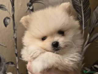 Pomeranian dogs Beautiful KC reg Pomeranians - Advert 5