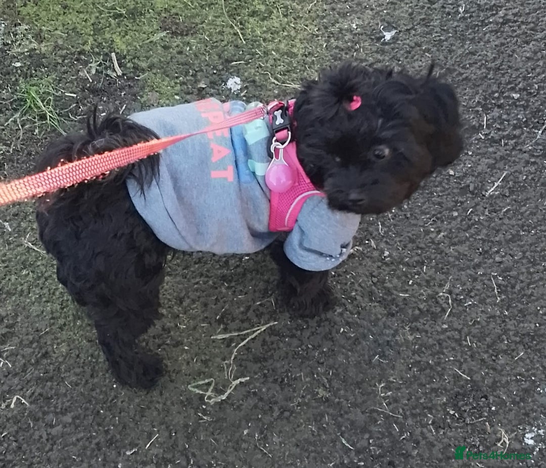 Shihpoo dogs for sale: Shihpoo x kc registered toy poodle  - Image 2