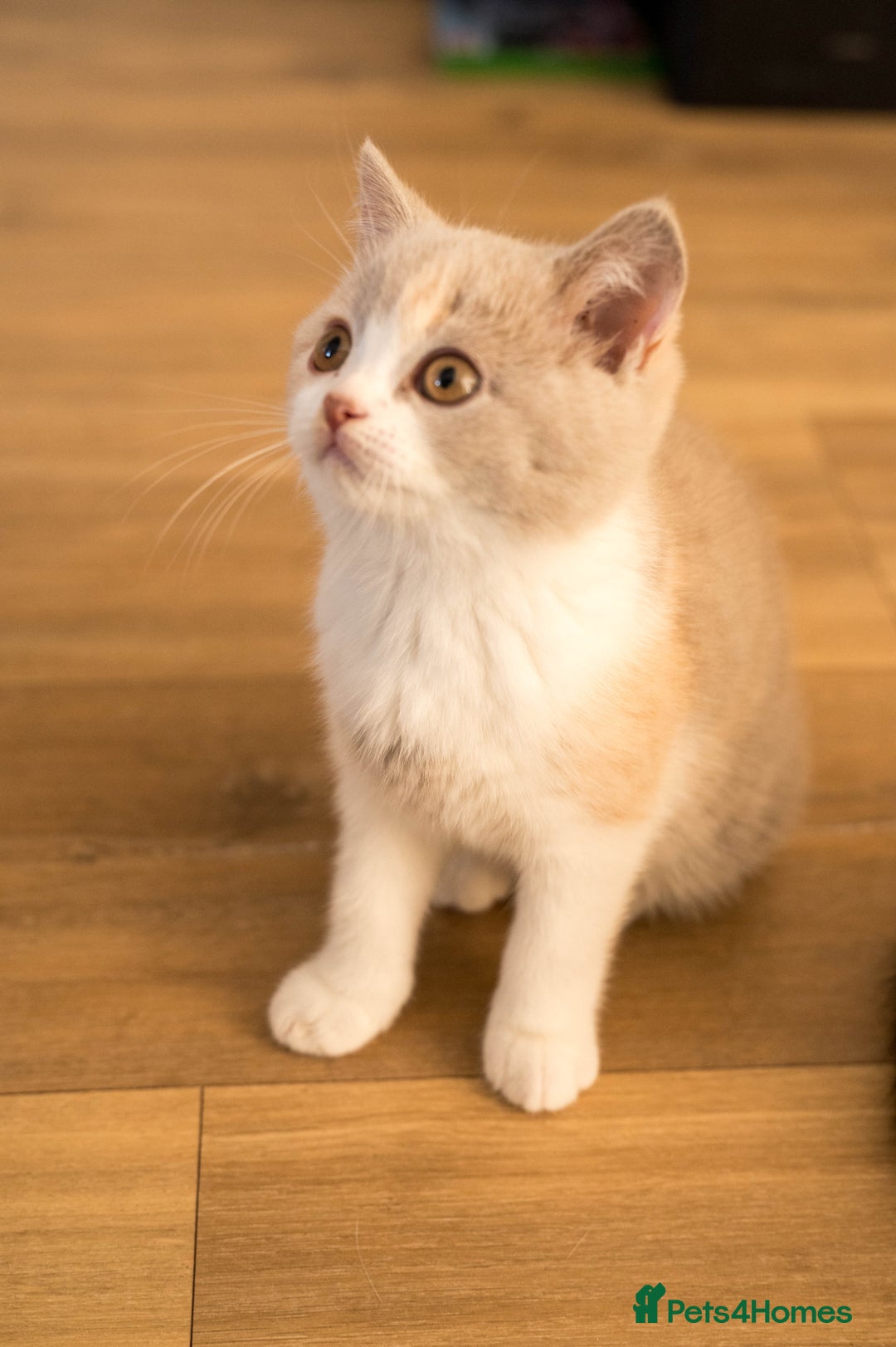 British Shorthair cats for sale: Stunning pastel calico BSH fully vaccinated - Image 3