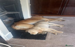 Golden Retriever dogs for sale: Absolutely stunning pedigree little boy  - Image 2