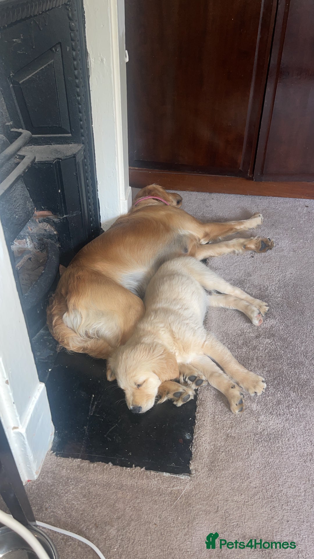 Golden Retriever dogs for sale: Absolutely stunning pedigree little boy  - Image 2