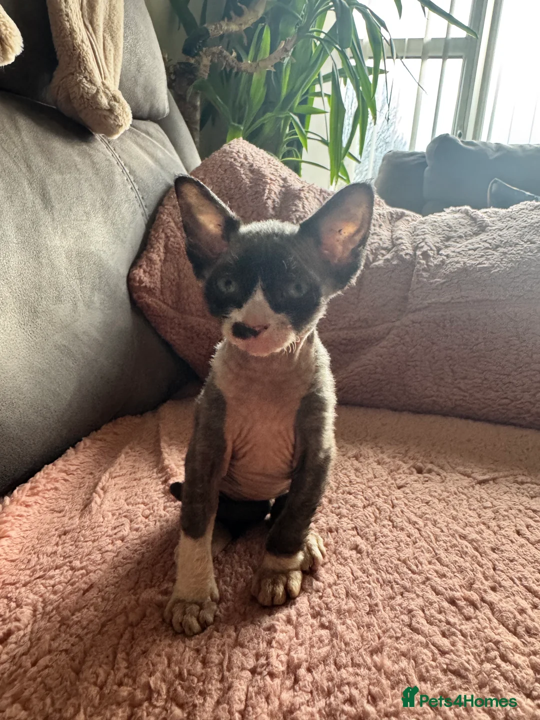 Sphynx cats for sale: Beautiful Sphynx Kittens 🐾 - Advert 3