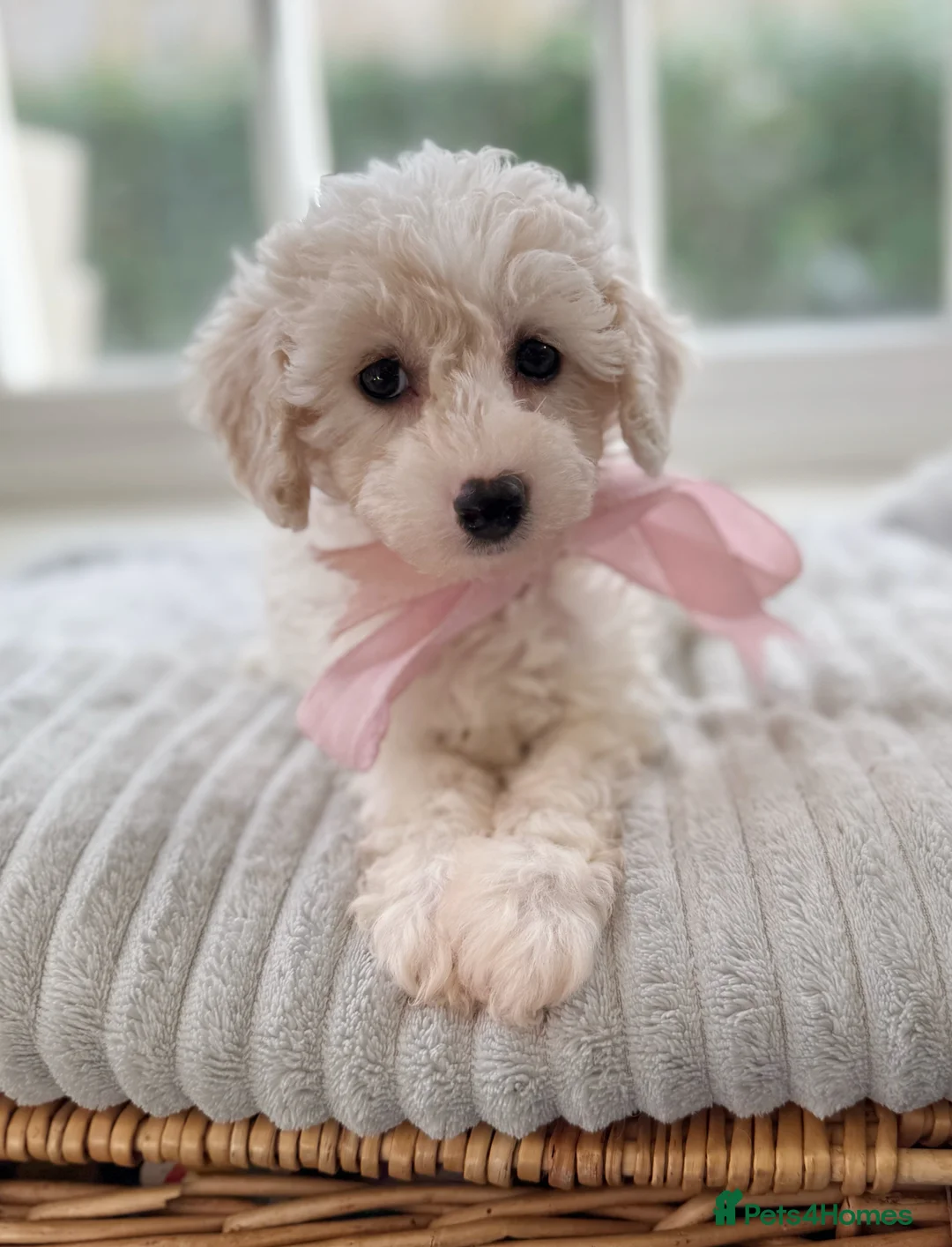 Mixed Breed dogs for sale: Shichon-poo Teddy bear - Advert 11