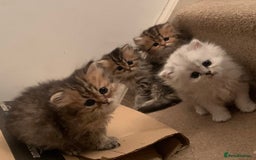 Persian cats for sale: 7 x beautiful persian kittens ready Thursday 14/08 - Image 13