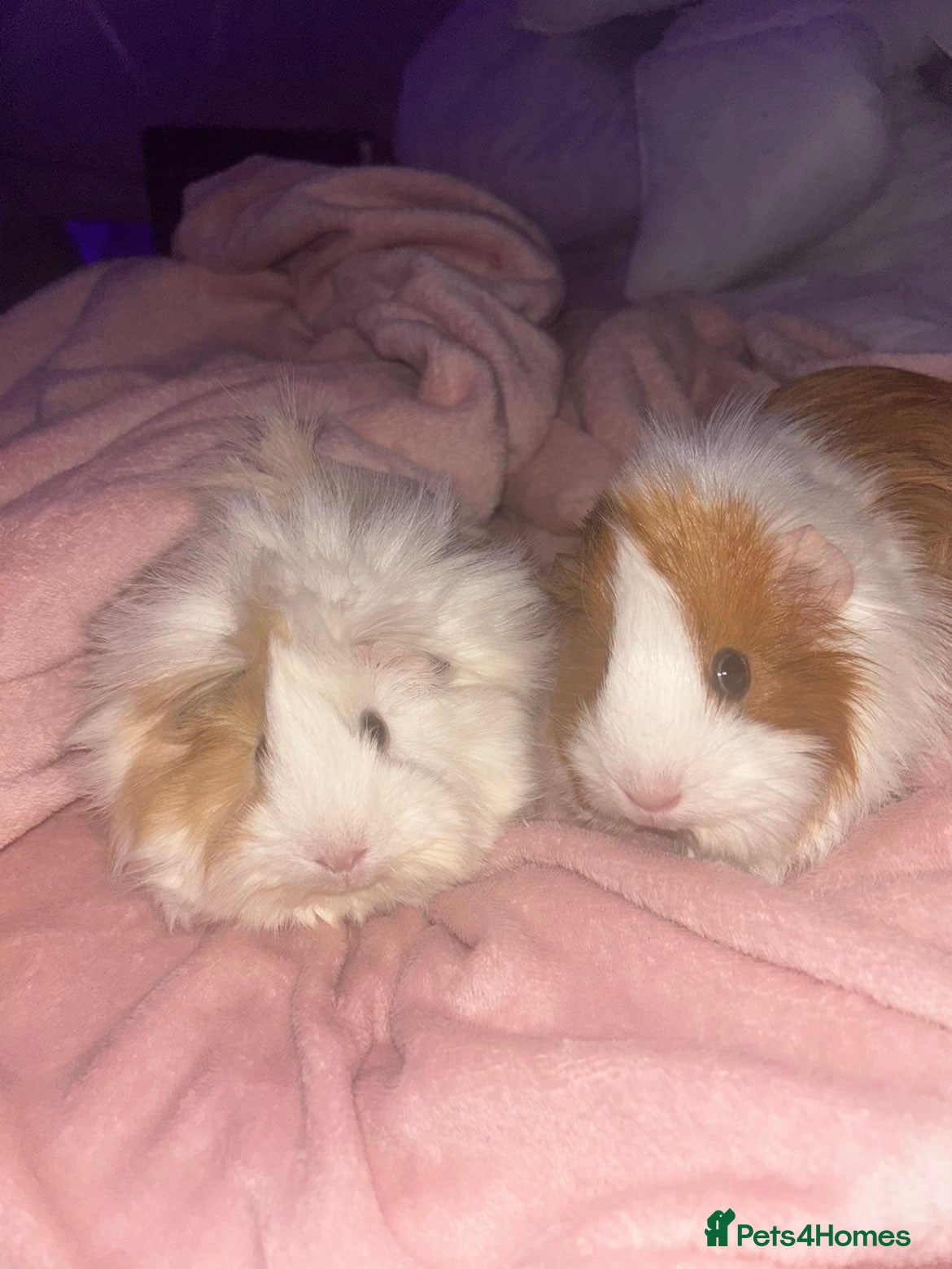Guinea Pig rodents for sale: Guinea pig  in Preston - Advert 2