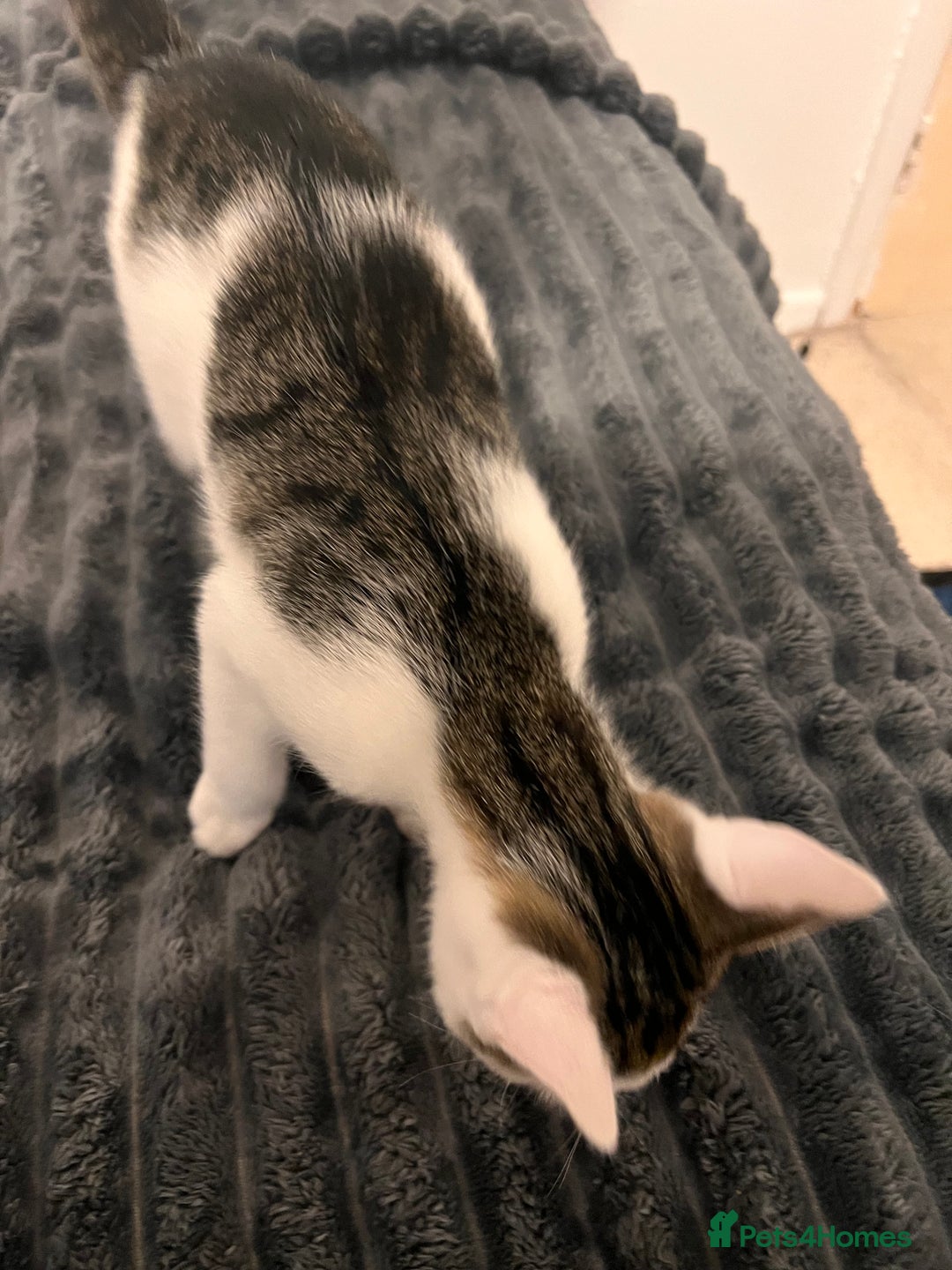 Mixed Breed cats for sale: 2 Kittens for sale 2 girls, Welcome to view  - Advert 3